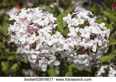 "Arrowwood (Viburnum carlesii), Baden-Wurttemberg, Germany, Europe" View Large Photo Image Stock Photo - "Arrowwood (Viburnum carlesii), Baden-Wurttemberg, Germany, Europe". Fotosearch