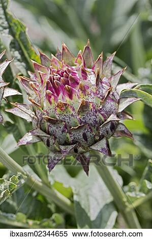 "Artichoke thistle, cardone (Cynara cardunculus, Syn. Cynara scolymus)" View Large Photo Image Stock Photography - "Artichoke thistle, cardone (Cynara cardunculus, Syn. Cynara scolymus)". Fotosearch
