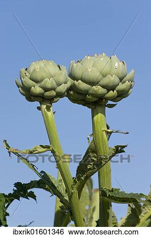Stock Photograph - "Artichokes (Cynara), Bretagne, France, Europe". Fotosearch