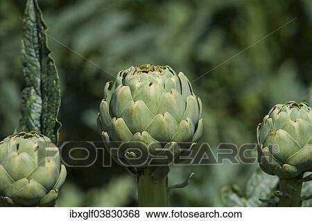 "Artichokes (Cynara cardunculus), Brittany, France, Europe" View Large Photo Image Stock Photo - "Artichokes (Cynara cardunculus), Brittany, France, Europe". Fotosearch