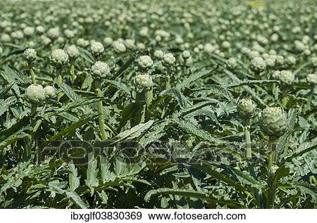 Stock Photo - "Artichokes (Cynara cardunculus), Brittany, France, Europe". Fotosearch