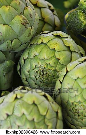 "Artichokes on a market, French Riviera, France, Europe" View Large Photo Image Stock Photograph - "Artichokes on a market, French Riviera, France, Europe". Fotosearch