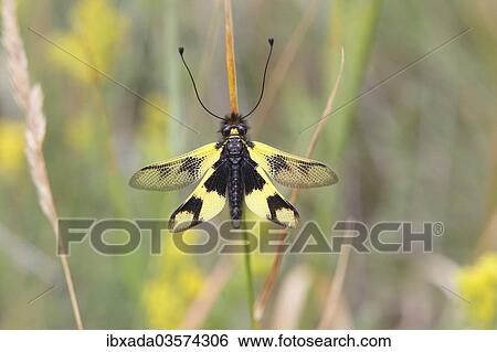 "Ascalaphid (Libelloides macaronius), resting on a blade of grass, Hackelsberg nature reserve, Winden am See, Burgenland, Austria, Europe" View Large Photo Image Stock Photograph - "Ascalaphid (Libelloides macaronius), resting on a blade of grass, Hackelsberg nature reserve, Winden am See, Burgenland, Austria, Europe". Fotosearch