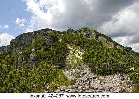 "Ascent, path to the summit, Mt. Kramer or Mt. Kramerspitz, 1985m, Mountain Pine or Mugo Pine (Pinus mugo mugo), near Garmisch-Partenkirchen, Werdenfelser Land area, Upper Bavaria, Bavaria, Germany, Europe" View Large Photo Image Stock Photo - "Ascent, path to the summit, Mt. Kramer or Mt. Kramerspitz, 1985m, Mountain Pine or Mugo Pine (Pinus mugo mugo), near Garmisch-Partenkirchen, Werdenfelser Land area, Upper Bavaria, Bavaria, Germany, Europe". Fotosearch