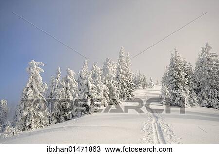 "Ascent tracks and deep snow-covered trees at the ridge of Mt. Unterberg, ski tour, Mt. Unterberg, Lower Austria, Austria, Europe" View Large Photo Image Stock Image - "Ascent tracks and deep snow-covered trees at the ridge of Mt. Unterberg, ski tour, Mt. Unterberg, Lower Austria, Austria, Europe". Fotosearch