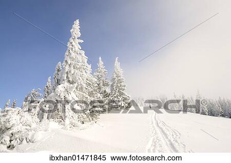 "Ascent tracks and deep snow-covered trees on the ridge of Mt. Unterberg, Lower Austria, Austria, Europe" View Large Photo Image Stock Photography - "Ascent tracks and deep snow-covered trees on the ridge of Mt. Unterberg, Lower Austria, Austria, Europe". Fotosearch