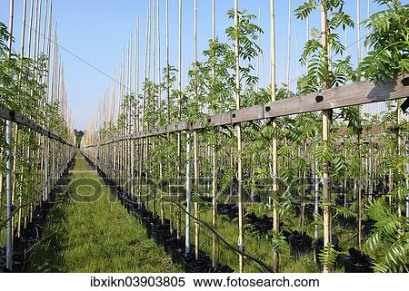 "Ash trees (Fraxinus sp. ) in a tree nursery, Tangstedt, Schleswig-Holstein, Germany, Europe" View Large Photo Image Stock Photography - "Ash trees (Fraxinus sp. ) in a tree nursery, Tangstedt, Schleswig-Holstein, Germany, Europe". Fotosearch