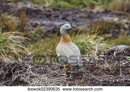 "Ashy-headed Goose (Chloephaga poliocephala), Cape Horn National Park, Chile, South America" View Large Photo Image Stock Photography - "Ashy-headed Goose (Chloephaga poliocephala), Cape Horn National Park, Chile, South America". Fotosearch
