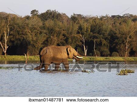Stock Image - "Asian, Asiatic or Indian elephant (Elephas maximus), male, Kabini Reservoir, Rajiv Gandhi National Park, Nagarhole National Park, Karnataka, South India, India, South Asia, Asia". Fotosearch
