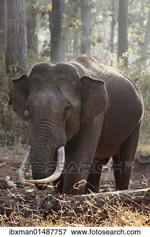 "Asian, Asiatic or Indian elephant (Elephas maximus), male, Rajiv Gandhi National Park, Nagarhole National Park, Karnataka, South India, India, South Asia, Asia" View Large Photo Image Stock Photo - "Asian, Asiatic or Indian elephant (Elephas maximus), male, Rajiv Gandhi National Park, Nagarhole National Park, Karnataka, South India, India, South Asia, Asia". Fotosearch