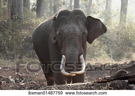Stock Photo - "Asian, Asiatic or Indian elephant (Elephas maximus), male, Rajiv Gandhi National Park, Nagarhole National Park, Karnataka, South India, India, South Asia, Asia". Fotosearch