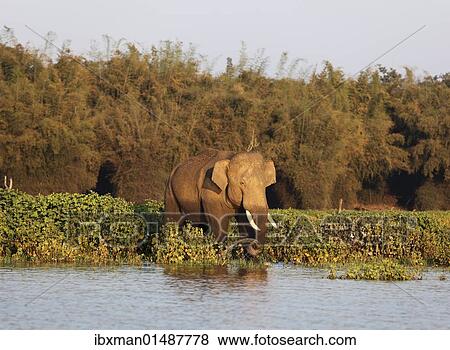 "Asian, Asiatic or Indian elephant (Elephas maximus), male, Kabini Reservoir, Rajiv Gandhi National Park, Nagarhole National Park, Karnataka, South India, India, South Asia, Asia" View Large Photo Image Stock Photo - "Asian, Asiatic or Indian elephant (Elephas maximus), male, Kabini Reservoir, Rajiv Gandhi National Park, Nagarhole National Park, Karnataka, South India, India, South Asia, Asia". Fotosearch