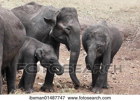 Stock Photo - "Asian, Asiatic or Indian elephants (Elephas maximus), Rajiv Gandhi National Park, Nagarhole National Park, Karnataka, South India, India, South Asia, Asia". Fotosearch