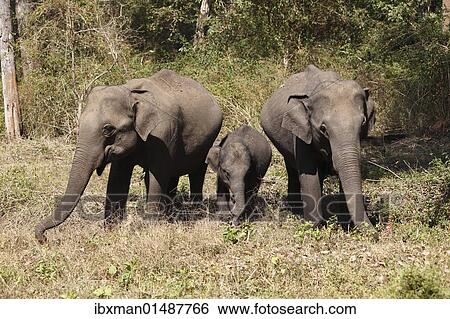 "Asian, Asiatic or Indian elephants (Elephas maximus), two females and a juvenile, Rajiv Gandhi National Park, Nagarhole National Park, Karnataka, South India, India, South Asia, Asia" View Large Photo Image Stock Photograph - "Asian, Asiatic or Indian elephants (Elephas maximus), two females and a juvenile, Rajiv Gandhi National Park, Nagarhole National Park, Karnataka, South India, India, South Asia, Asia". Fotosearch