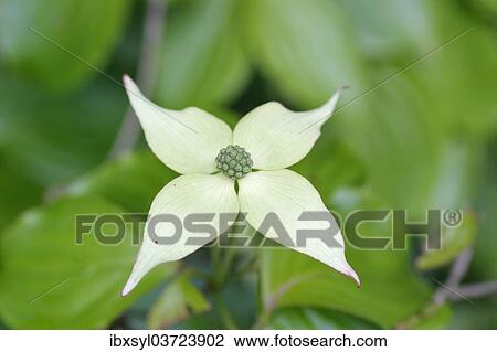 "Asian Dogwood or Kousa Dogwood (Cornus kousa), North Rhine-Westphalia, Germany, Europe" View Large Photo Image Stock Image - "Asian Dogwood or Kousa Dogwood (Cornus kousa), North Rhine-Westphalia, Germany, Europe". Fotosearch