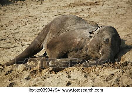 "Asian Elephant (Elephas maximus), young, resting, captive" View Large Photo Image Picture - "Asian Elephant (Elephas maximus), young, resting, captive". Fotosearch