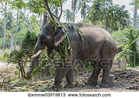 "Asian Elephant (Elephas maximus), Kerala, India, Asia" View Large Photo Image Stock Image - "Asian Elephant (Elephas maximus), Kerala, India, Asia". Fotosearch