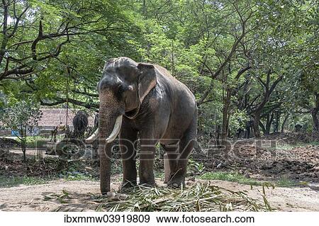 "Asian Elephant (Elephas maximus), Kerala, India, Asia" View Large Photo Image Stock Photo - "Asian Elephant (Elephas maximus), Kerala, India, Asia". Fotosearch