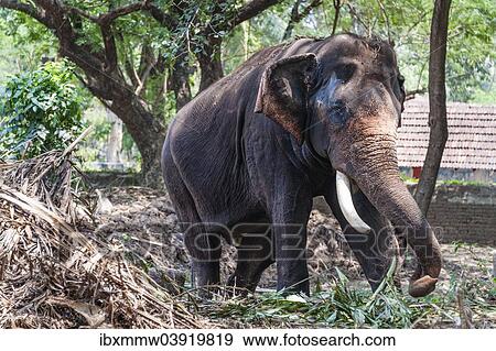 "Asian Elephant (Elephas maximus), Kerala, India, Asia" View Large Photo Image Stock Photo - "Asian Elephant (Elephas maximus), Kerala, India, Asia". Fotosearch