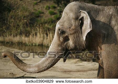 Asian Elephant (Elephas maximus) View Large Photo Image Stock Photo - Asian Elephant (Elephas maximus). Fotosearch