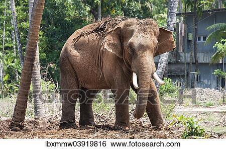 "Asian Elephant (Elephas maximus), Kerala, India, Asia" View Large Photo Image Stock Photograph - "Asian Elephant (Elephas maximus), Kerala, India, Asia". Fotosearch