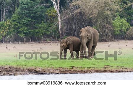"Asian elephant or Indian elephant (Elephas maximus), male, Kabini Reservoir, Nagarhole National Park, Karnataka, India, Asia" View Large Photo Image Stock Photograph - "Asian elephant or Indian elephant (Elephas maximus), male, Kabini Reservoir, Nagarhole National Park, Karnataka, India, Asia". Fotosearch