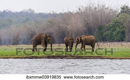 "Asian elephant or Indian elephant (Elephas maximus), male, Kabini Reservoir, Nagarhole National Park, Karnataka, India, Asia" View Large Photo Image Stock Photography - "Asian elephant or Indian elephant (Elephas maximus), male, Kabini Reservoir, Nagarhole National Park, Karnataka, India, Asia". Fotosearch