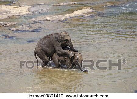 "Asian elephants (Elephas maximus) from the Pinnawela Elephants Orphanage mating in the Maha Oya river, Pinnawela, Sri Lanka, Asia" View Large Photo Image Stock Image - "Asian elephants (Elephas maximus) from the Pinnawela Elephants Orphanage mating in the Maha Oya river, Pinnawela, Sri Lanka, Asia". Fotosearch