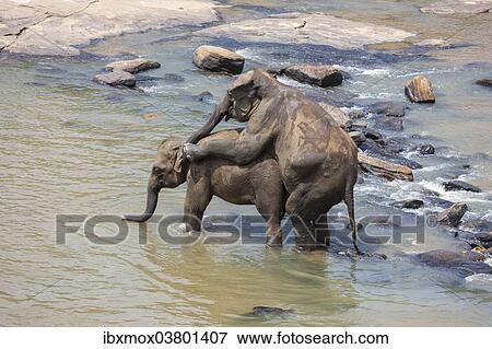 "Asian elephants (Elephas maximus) from the Pinnawala Elephant Orphanage mating in the Maha Oya river, Pinnawala, Sri Lanka, Asia" View Large Photo Image Stock Photo - "Asian elephants (Elephas maximus) from the Pinnawala Elephant Orphanage mating in the Maha Oya river, Pinnawala, Sri Lanka, Asia". Fotosearch
