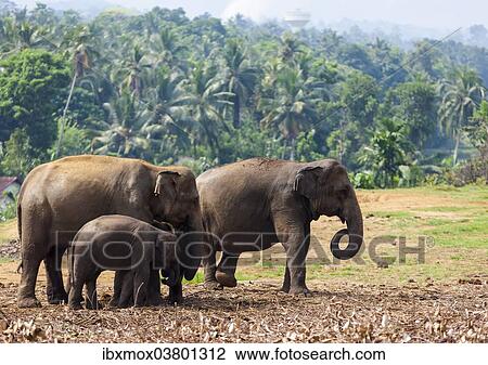 "Asian elephants (Elephas maximus) feeding in the Pinnawela Elephants Orphanage, Pinnawela, Sri Lanka, Asia" View Large Photo Image Stock Image - "Asian elephants (Elephas maximus) feeding in the Pinnawela Elephants Orphanage, Pinnawela, Sri Lanka, Asia". Fotosearch