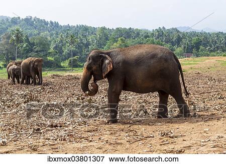 "Asian elephants (Elephas maximus) feeding in the Pinnawela Elephants Orphanage, Pinnawela, Sri Lanka, Asia" View Large Photo Image Stock Photo - "Asian elephants (Elephas maximus) feeding in the Pinnawela Elephants Orphanage, Pinnawela, Sri Lanka, Asia". Fotosearch