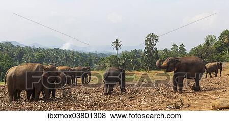 "Asian elephants (Elephas maximus) feeding in the Pinnawala Elephant Orphanage, Pinnawala, Sri Lanka, Asia" View Large Photo Image Stock Photo - "Asian elephants (Elephas maximus) feeding in the Pinnawala Elephant Orphanage, Pinnawala, Sri Lanka, Asia". Fotosearch