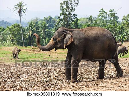 "Asian elephants (Elephas maximus) feeding in the Pinnawela Elephants Orphanage, Pinnawela, Sri Lanka, Asia" View Large Photo Image Stock Photo - "Asian elephants (Elephas maximus) feeding in the Pinnawela Elephants Orphanage, Pinnawela, Sri Lanka, Asia". Fotosearch