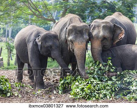 "Asian elephants (Elephas maximus) feeding in the Pinnawela Elephants Orphanage, Pinnawela, Sri Lanka, Asia" View Large Photo Image Stock Photo - "Asian elephants (Elephas maximus) feeding in the Pinnawela Elephants Orphanage, Pinnawela, Sri Lanka, Asia". Fotosearch