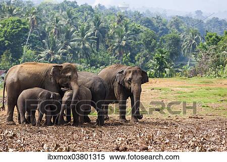 Stock Photography - "Asian elephants (Elephas maximus) feeding in the Pinnawela Elephants Orphanage, Pinnawela, Sri Lanka, Asia". Fotosearch