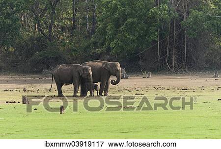 "Asian elephants (Elephas maximus) with calf, Nagarhole National Park, Karnataka, India, Asia" View Large Photo Image Stock Photo - "Asian elephants (Elephas maximus) with calf, Nagarhole National Park, Karnataka, India, Asia". Fotosearch