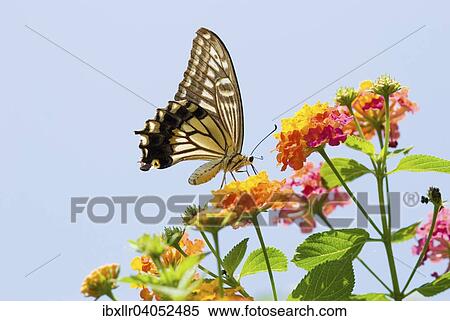 Asian Swallowtail butterfly (Papilio xuthus) feeding on Big Sage flowers (Lantana camara) View Large Photo Image Stock Photography - Asian Swallowtail butterfly (Papilio xuthus) feeding on Big Sage flowers (Lantana camara). Fotosearch