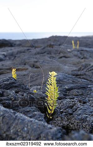 "Asian swordfern (Nephrolepis brownii) as a pioneer plant on young pahoehoe lava, Big Island, Hawaii, USA" View Large Photo Image Stock Image - "Asian swordfern (Nephrolepis brownii) as a pioneer plant on young pahoehoe lava, Big Island, Hawaii, USA". Fotosearch