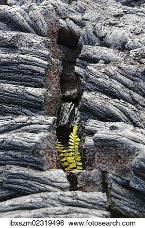 "Asian swordfern (Nephrolepis brownii) as a pioneer plant on young pahoehoe lava, Big Island, Hawaii, USA" View Large Photo Image Stock Photograph - "Asian swordfern (Nephrolepis brownii) as a pioneer plant on young pahoehoe lava, Big Island, Hawaii, USA". Fotosearch