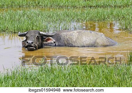 Stock Photo - "Asian water buffalo (Bubalus arnee), domestic buffalo in water hole, Vietnam, Asia". Fotosearch