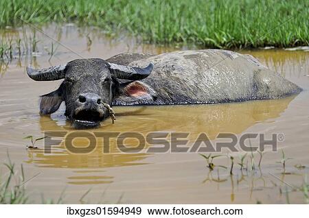 "Asian water buffalo (Bubalus arnee), domestic buffalo in water hole, Vietnam, Asia" View Large Photo Image Stock Photo - "Asian water buffalo (Bubalus arnee), domestic buffalo in water hole, Vietnam, Asia". Fotosearch