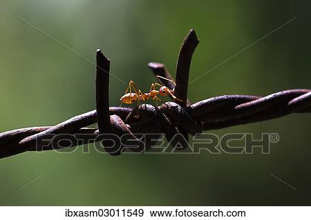 Asian Weaver Ant (Oecophylla smaragdina) on barbed wire View Large Photo Image Stock Photo - Asian Weaver Ant (Oecophylla smaragdina) on barbed wire. Fotosearch