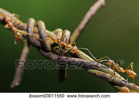 Asian Weaver Ants (Oecophylla smaragdina) on barbed wire View Large Photo Image Stock Image - Asian Weaver Ants (Oecophylla smaragdina) on barbed wire. Fotosearch