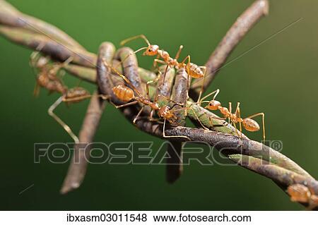 Asian Weaver Ants (Oecophylla smaragdina) on barbed wire View Large Photo Image Stock Photo - Asian Weaver Ants (Oecophylla smaragdina) on barbed wire. Fotosearch