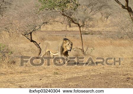 "Asiatic Lion (Panthera leo persica), male, Gir Interpretation Zone, Gir Forest National Park, Gir Sanctuary, Gujarat, India, Asia" View Large Photo Image Picture - "Asiatic Lion (Panthera leo persica), male, Gir Interpretation Zone, Gir Forest National Park, Gir Sanctuary, Gujarat, India, Asia". Fotosearch