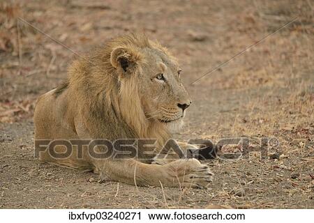 "Asiatic Lion (Panthera leo persica), male, Gir Forest National Park, Gir Sanctuary, Gujarat, India, Asia" View Large Photo Image Stock Image - "Asiatic Lion (Panthera leo persica), male, Gir Forest National Park, Gir Sanctuary, Gujarat, India, Asia". Fotosearch