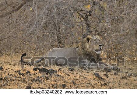 "Asiatic Lion (Panthera leo persica), male, Gir Forest National Park, Gir Sanctuary, Gujarat, India, Asia" View Large Photo Image Stock Image - "Asiatic Lion (Panthera leo persica), male, Gir Forest National Park, Gir Sanctuary, Gujarat, India, Asia". Fotosearch