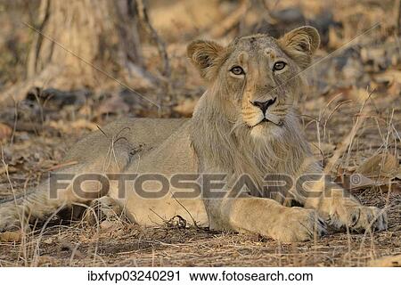 "Asiatic Lion (Panthera leo persica), young male, Gir Forest National Park, Gir Sanctuary, Gujarat, India, Asia" View Large Photo Image Stock Image - "Asiatic Lion (Panthera leo persica), young male, Gir Forest National Park, Gir Sanctuary, Gujarat, India, Asia". Fotosearch