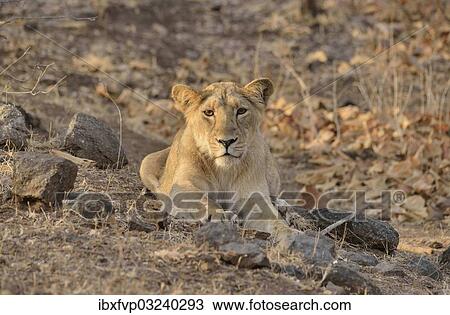 "Asiatic Lion (Panthera leo persica), young male, Gir Forest National Park, Gir Sanctuary, Gujarat, India, Asia" View Large Photo Image Stock Image - "Asiatic Lion (Panthera leo persica), young male, Gir Forest National Park, Gir Sanctuary, Gujarat, India, Asia". Fotosearch