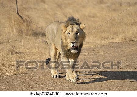 "Asiatic Lion (Panthera leo persica), male, Gir Interpretation Zone, Gir Forest National Park, Gir Sanctuary, Gujarat, India, Asia" View Large Photo Image Stock Image - "Asiatic Lion (Panthera leo persica), male, Gir Interpretation Zone, Gir Forest National Park, Gir Sanctuary, Gujarat, India, Asia". Fotosearch